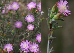 Lampranthus caudatus