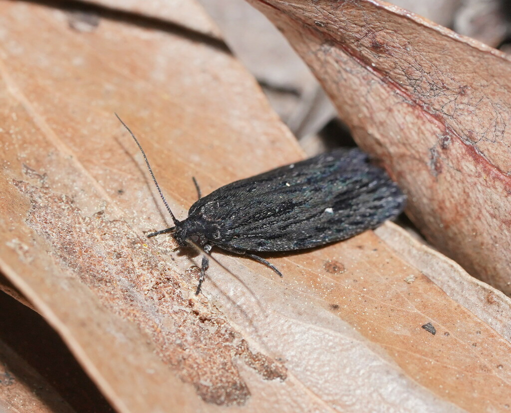 Phylomictis monochroma