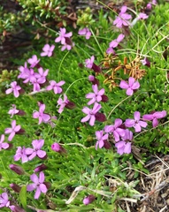 Silene acaulis acaulis