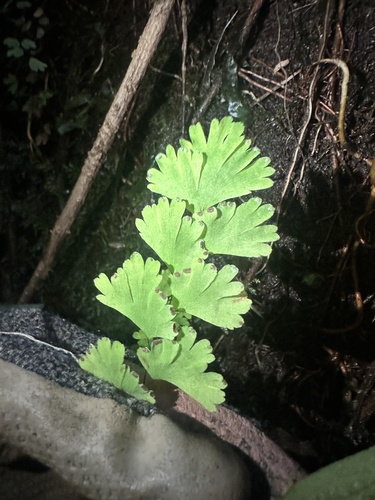 Adiantum capillus-veneris observed 2024-08-26