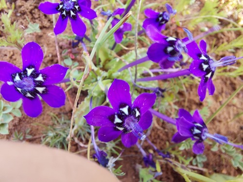 Lapeirousia oreogena