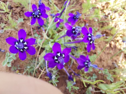 Lapeirousia oreogena
