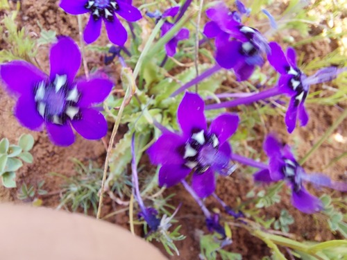 Lapeirousia oreogena