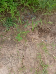 Paramollugo nudicaulis