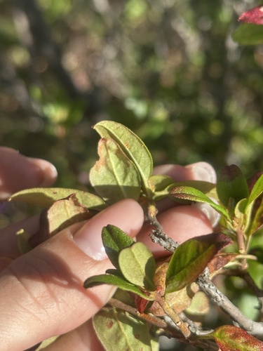 Image of Rhododendron mucronulatum by (c) Tatyana Petrenko, some rights reserved (CC BY)
