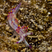 Purple Flabellina - Photo (c) Glenn Biscop, some rights reserved (CC BY-NC), uploaded by Glenn Biscop