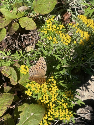 Palearctic Fritillary
