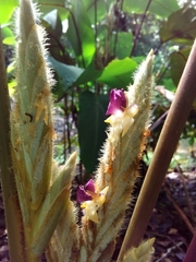 Pleiostachya pruinosa