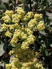 Eriogonum compositum