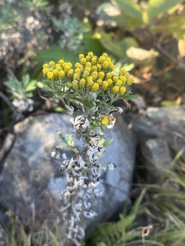 Northeast Asian ajania (Ajania pallasiana)