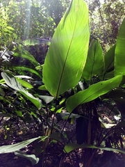 Pleiostachya pruinosa