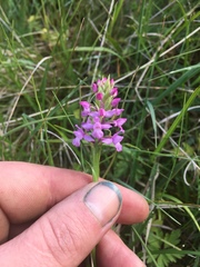 Gymnadenia borealis