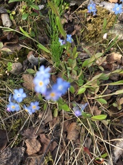 Myosotis decumbens