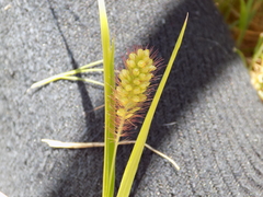 Setaria italica