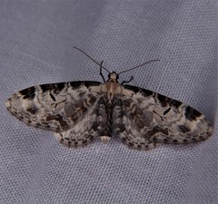 Eupithecia ravocostaliata