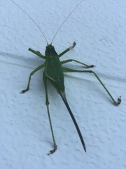 Cyrtophyllicus chlorum