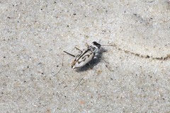 Habroscelimorpha dorsalis