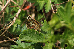 Pyrgus malvae
