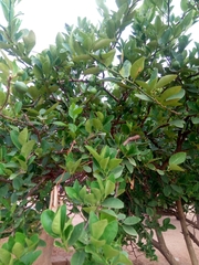 Citrus × aurantium