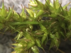 Carex annectens