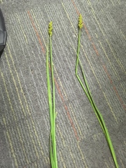 Carex annectens