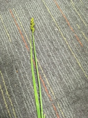 Carex annectens