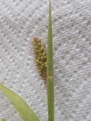 Setaria italica