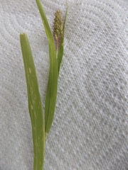 Setaria italica