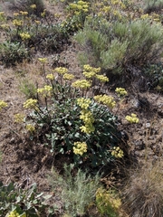 Eriogonum compositum