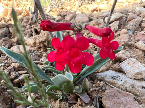 Image of Penstemon utahensis by (c) Jared Shorma, some rights reserved (CC BY)