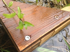 Scutellaria galericulata
