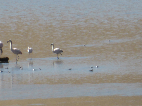 Phoenicopteriformes