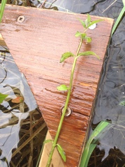 Scutellaria galericulata
