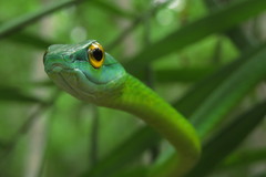 Leptophis ahaetulla