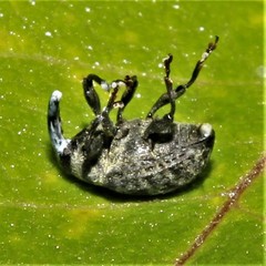 Rhyssomatus lineaticollis