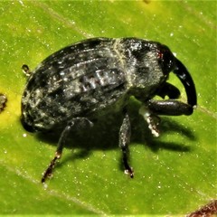 Rhyssomatus lineaticollis