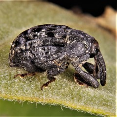 Rhyssomatus lineaticollis