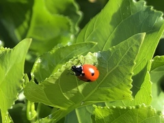 Coccinella quinquepunctata