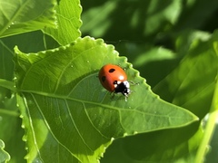 Coccinella quinquepunctata