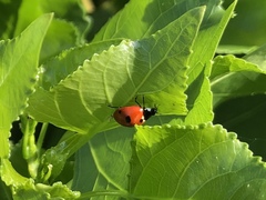 Coccinella quinquepunctata