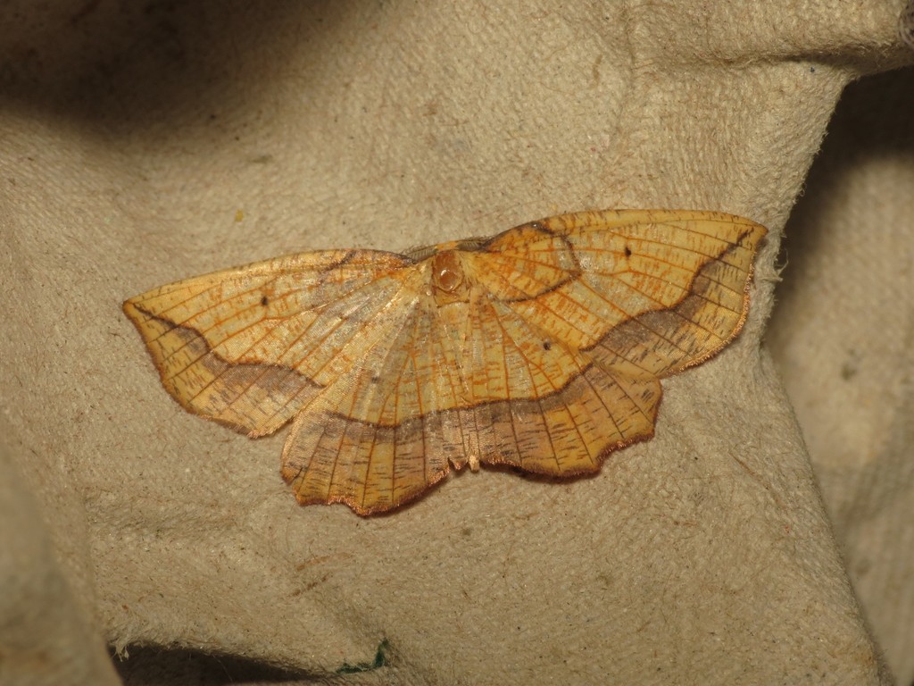 Bordered Beauty