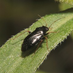 Slaterocoris stygicus