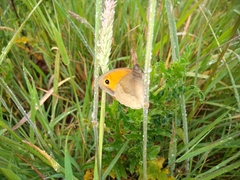 Maniola jurtina