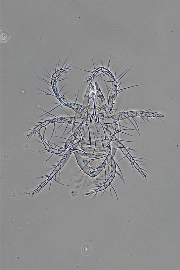 Tetranychus neocaledonicus