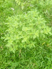 Acanthospermum hispidum