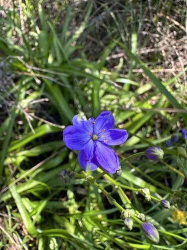 Chamaescilla gibsonii