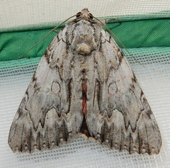 Catocala coccinata