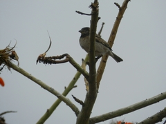 Passer domesticus