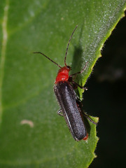 Cantharinae