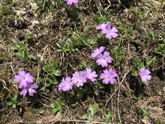 Primula integrifolia